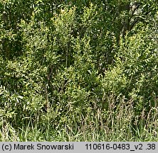 Salix purpurea (wierzba purpurowa)