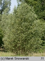 Salix alba (wierzba biała)