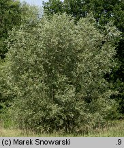 Salix alba (wierzba biała)