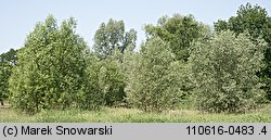 Salix fragilis (wierzba krucha)