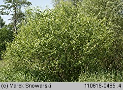 Salix triandra (wierzba trójpręcikowa)