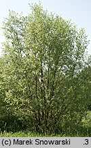 Salix alba (wierzba biała)