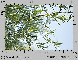 Salix alba (wierzba biała)