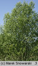 Salix fragilis (wierzba krucha)