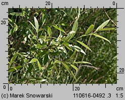 Salix fragilis (wierzba krucha)