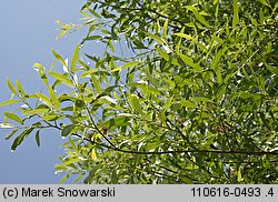 Salix fragilis (wierzba krucha)