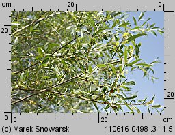 Salix alba (wierzba biała)