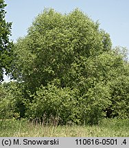 Salix fragilis (wierzba krucha)