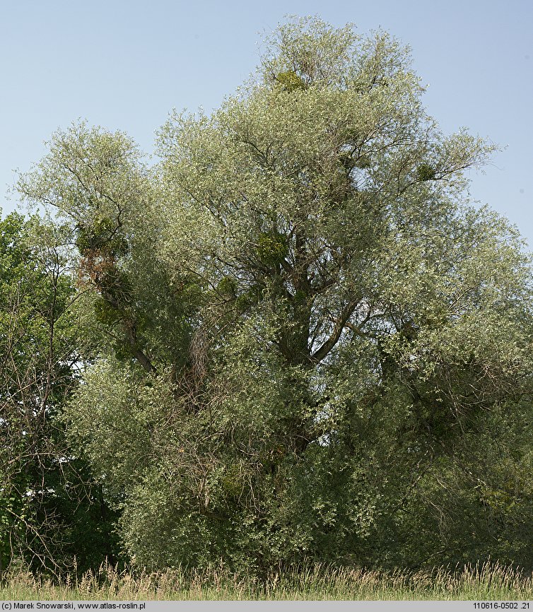 Salix alba (wierzba biała)