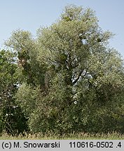 Salix alba (wierzba biała)