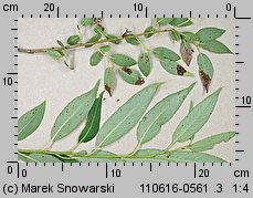 Salix triandra (wierzba trójpręcikowa)