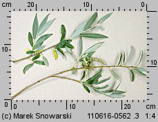 Salix alba (wierzba biała)