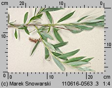 wierzba biała (Salix alba)