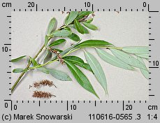 Salix fragilis (wierzba krucha)