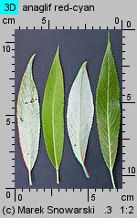 Salix fragilis (wierzba krucha)