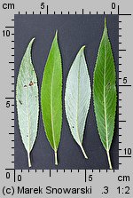 Salix fragilis (wierzba krucha)