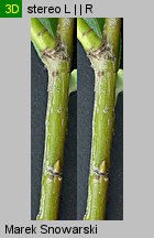 Salix fragilis (wierzba krucha)