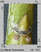 Salix fragilis (wierzba krucha)