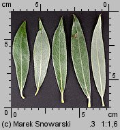 Salix alba (wierzba biała)