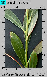 Salix alba (wierzba biała)