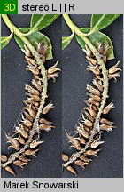 Salix triandra (wierzba trójpręcikowa)
