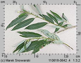 Salix triandra (wierzba trójpręcikowa)