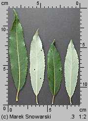 Salix triandra (wierzba trójpręcikowa)