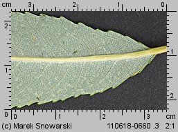 Salix triandra (wierzba trójpręcikowa)