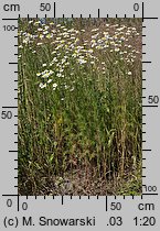 Matricaria perforata (maruna bezwonna)