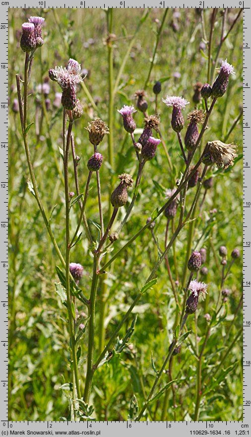 Cirsium arvense (ostrożeń polny)