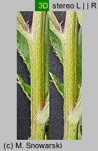 Cirsium arvense (ostrożeń polny)