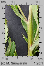 Cirsium arvense (ostrożeń polny)