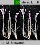 Cirsium arvense (ostrożeń polny)