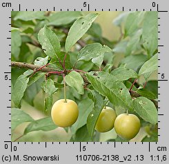 Prunus cerasifera (śliwa wiśniowa)