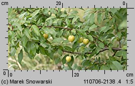 Prunus cerasifera (śliwa wiśniowa)