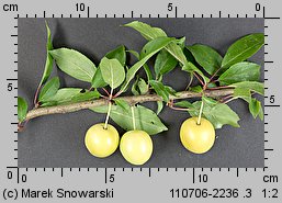 Prunus cerasifera (śliwa wiśniowa)