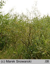 Salix viminalis (wierzba wiciowa)