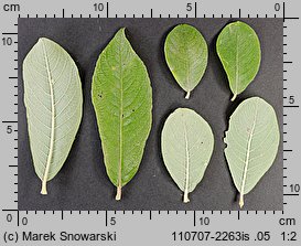 Salix cinerea (wierzba szara)