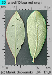 Salix cinerea (wierzba szara)