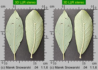 Salix cinerea (wierzba szara)