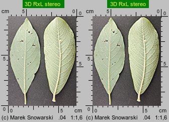 Salix cinerea (wierzba szara)