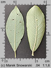 Salix cinerea (wierzba szara)