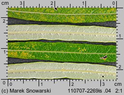 Salix viminalis (wierzba wiciowa)