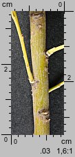 Salix viminalis (wierzba wiciowa)