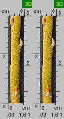 Salix viminalis (wierzba wiciowa)