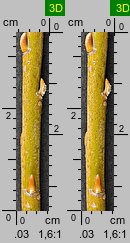 Salix viminalis (wierzba wiciowa)