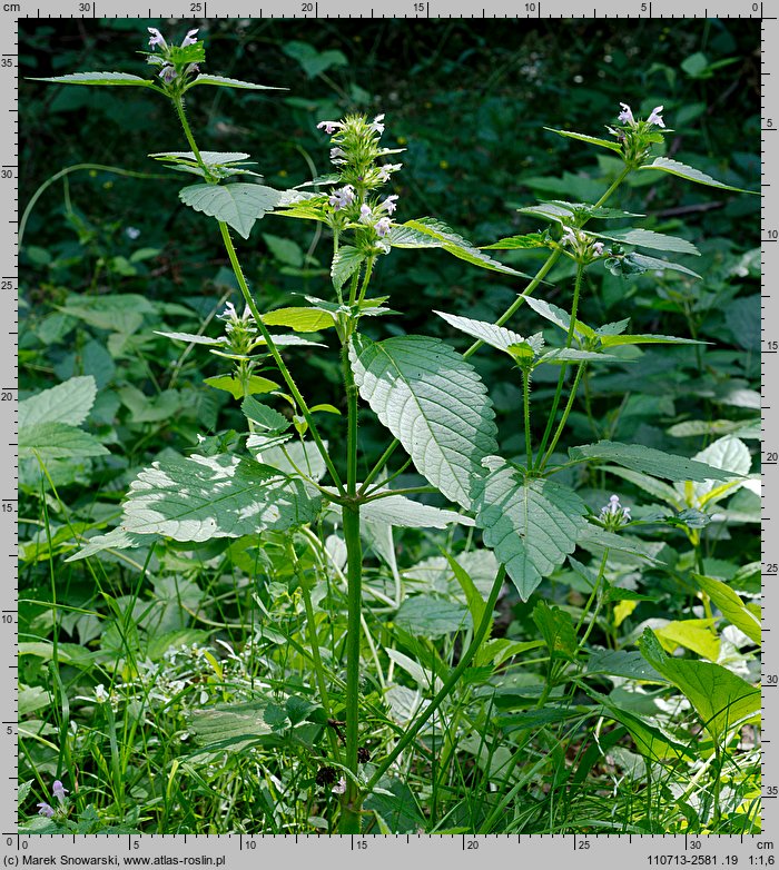 Galeopsis tetrahit (poziewnik szorstki)