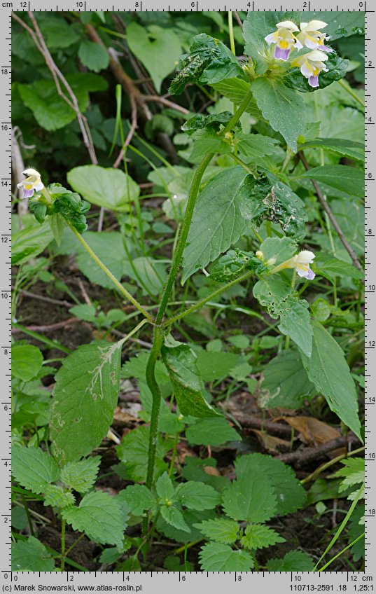 Galeopsis speciosa (poziewnik pstry)