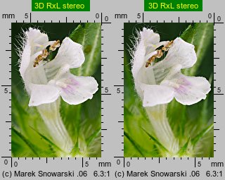 Galeopsis tetrahit (poziewnik szorstki)