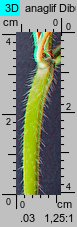 Galeopsis speciosa (poziewnik pstry)
